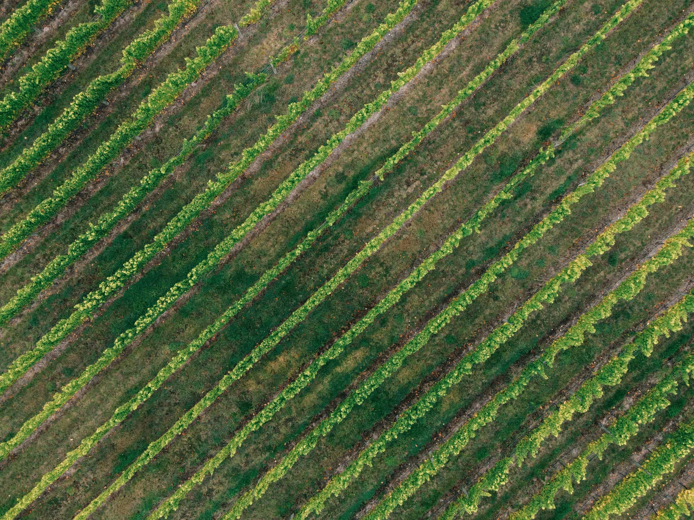 Aerial view of vineyard rows